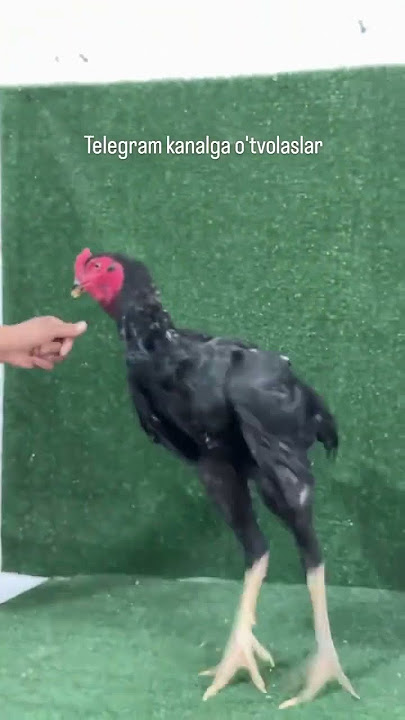 Chegarasiz jinsiy aloqa Hind aktrisasi Sridevining yalangoch suratlari