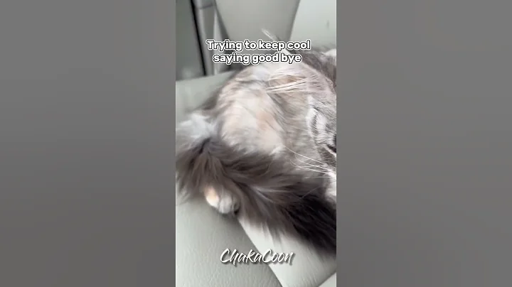 Watch the video about Saying goodbye to pets #chakacoon #mainecoon #mainecooncats #travelcat