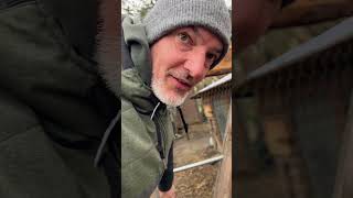 Es ist ruhig geworden bei den Hühnern. #bauernhofleben