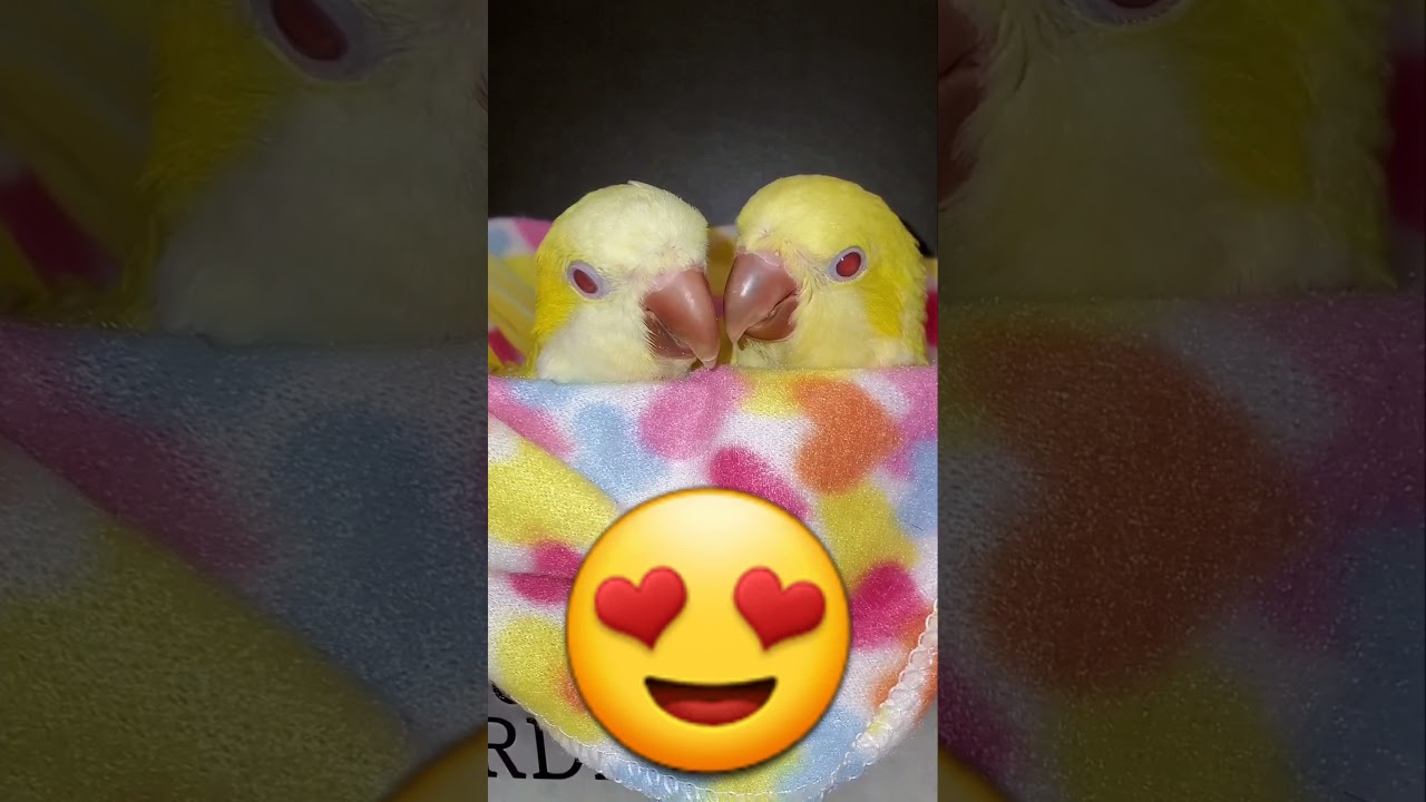Cute Birds 😍 Baby Animals🐦cute pets 😍Yellow Lutino Quaker parrots 