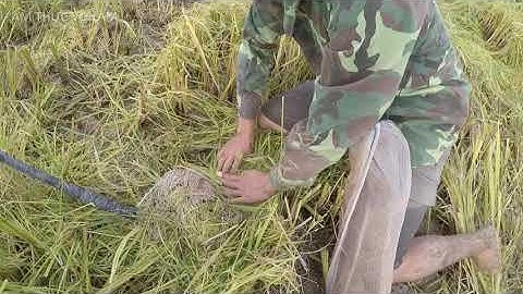 Xem Nông Dân Theo Máy Gặt Bắt Chuột Đồng Mùa Gặt Lúa quê tôi