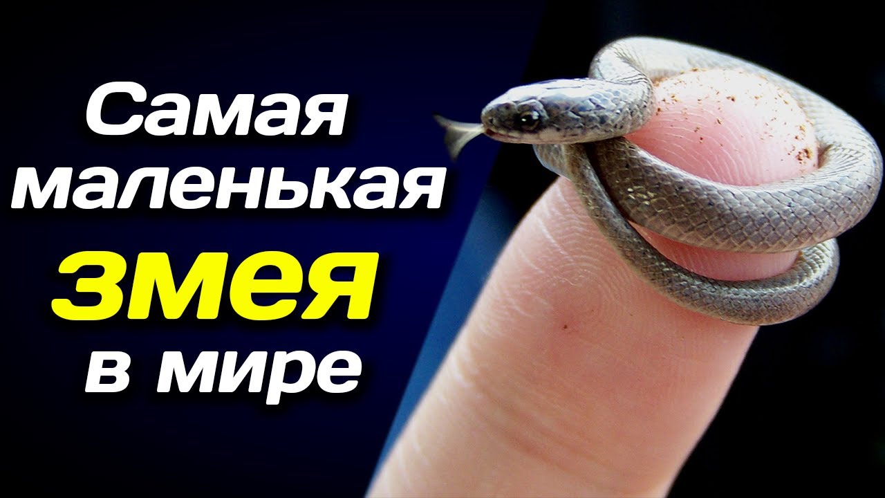 🐍 Самая маленькая змея в мире 🐍 - YouTube
