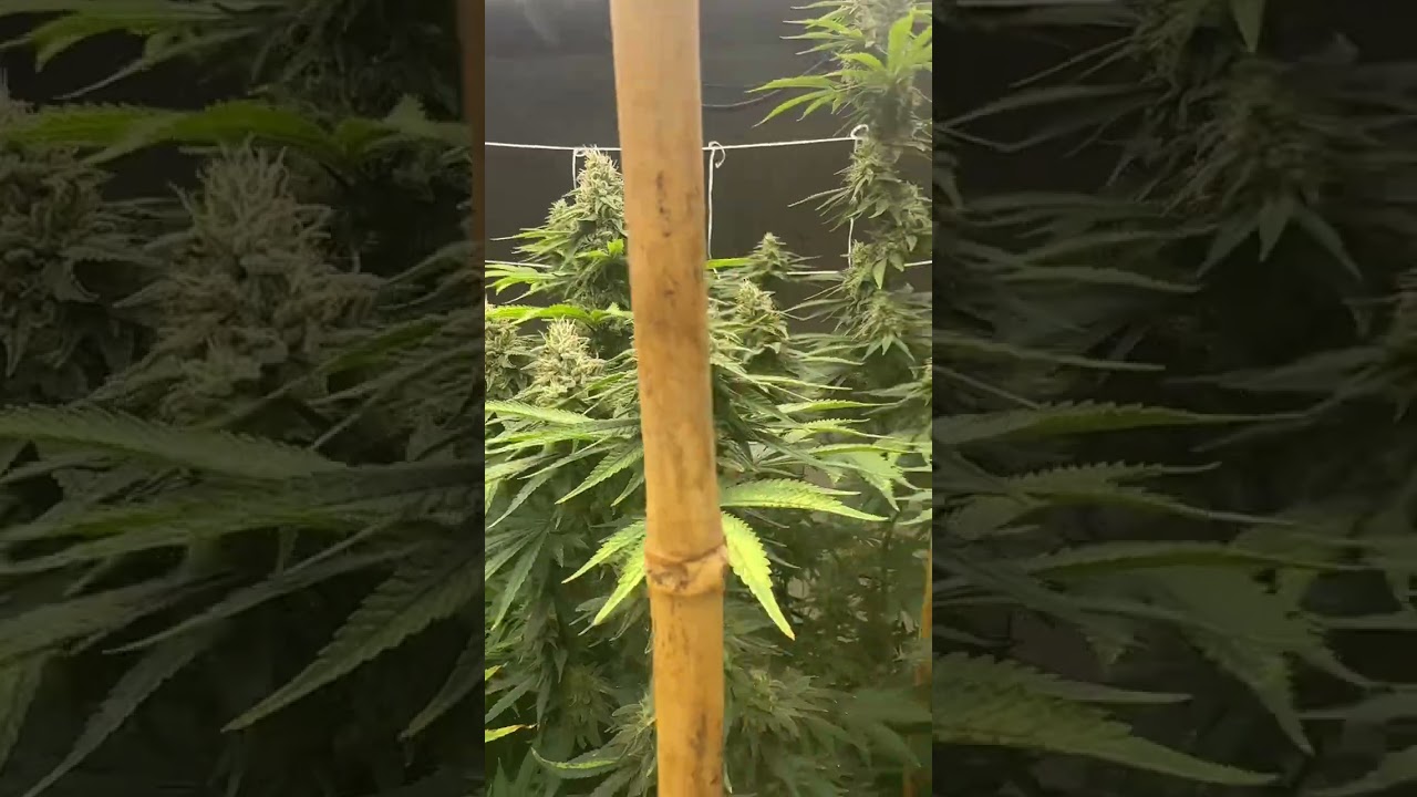 Ocifer from Bros Grimm seeds