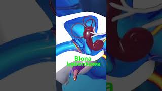 Jak Działa Słuch, Czyli Medycyna Dla Chętnych Łuch Łyszę