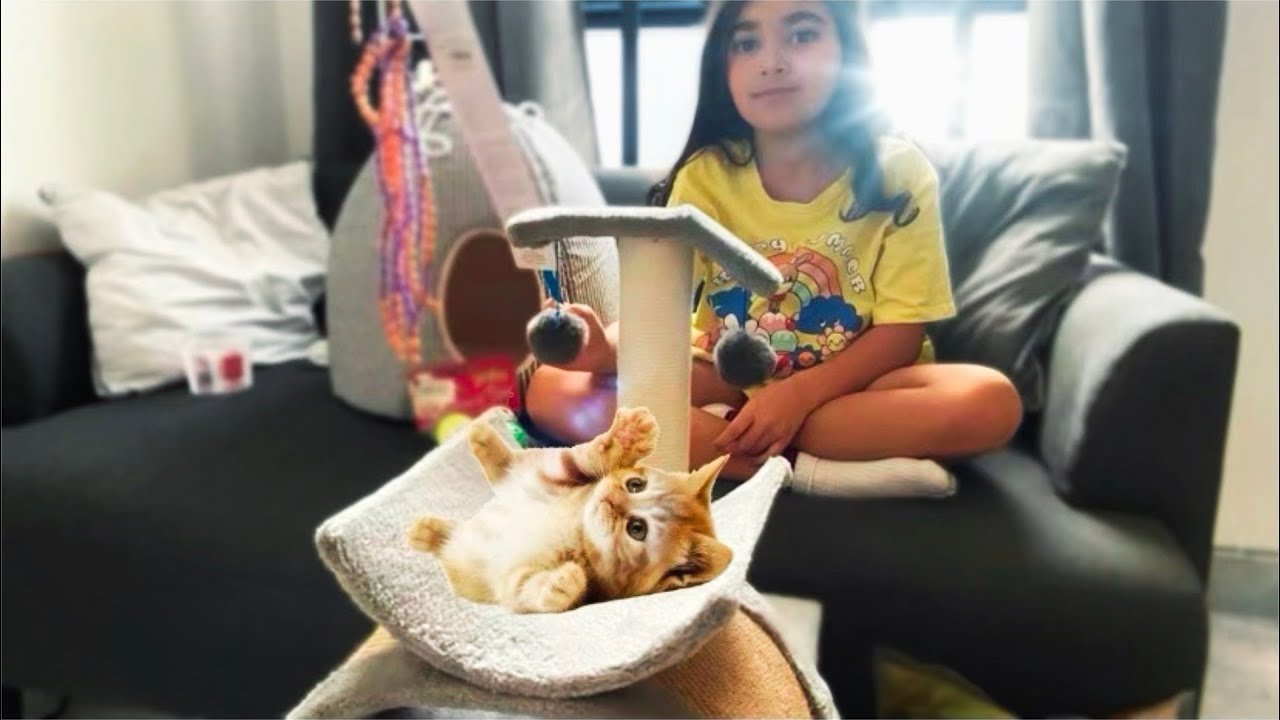 I ADOPTED A KITTEN!! 🐈