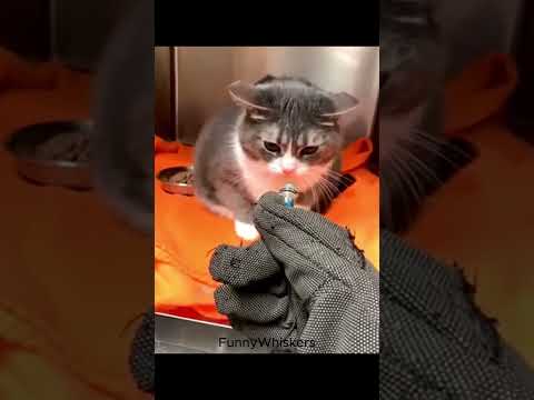 Every Cat Owner Can Relate 😹🤣