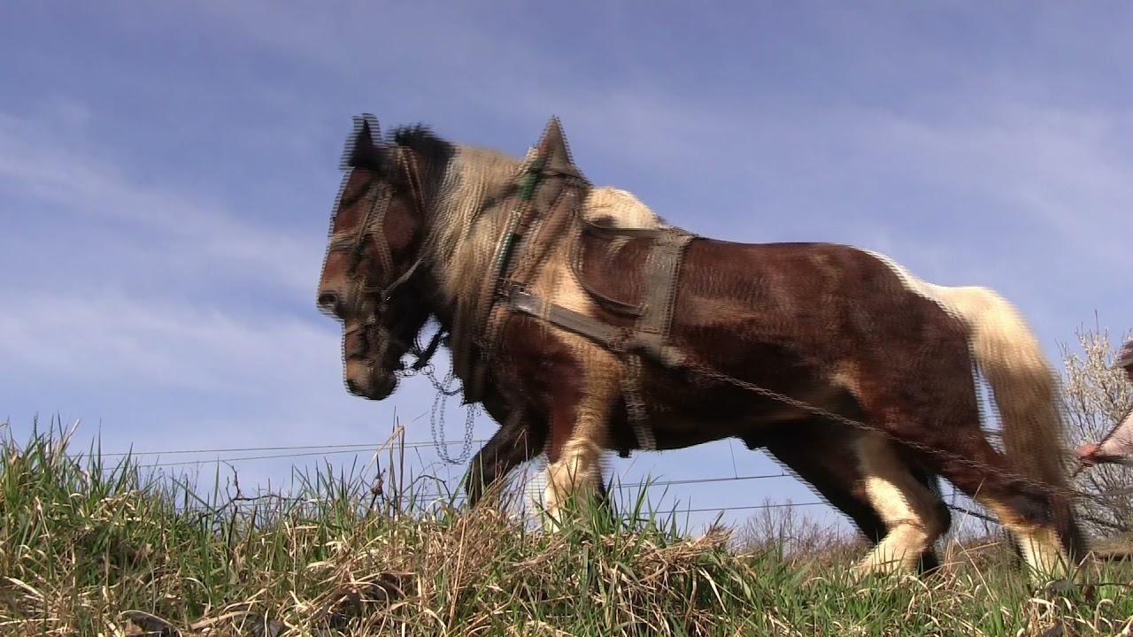 In Memoriam - Tona Nose