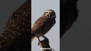 🔊#Lechucita #pequen #buho #llanero #terrestre #mochuelo #burrowing #owl #coruja #buraqueira #shorts