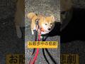 過去一冷や汗出た。#柴犬 #豆柴 #shibainu #犬 #犬のいる暮らし #shorts