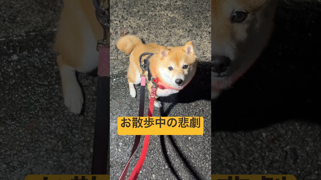 過去一冷や汗出た。#柴犬 #豆柴 #shibainu #犬 #犬のいる暮らし #shorts
