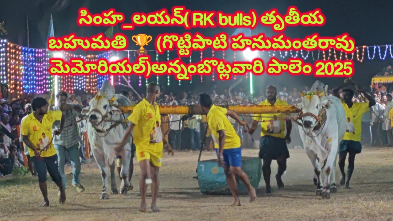 సింహ_లయన్ Rk bulls తృతీయ బహుమతి 🏆 (గొట్టిపాటి హనుమంతరావు మెమోరియల్) అన్నంబొట్లవారి పాలెం 2025