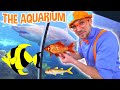 Blippi Visits The Aquarium and MORE! | Educational Fish and Animals for Kids and Toddlers