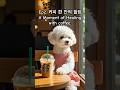 👉EP.2《엄마숑이의 하루》- 커피 한 잔의 힐링 #shorts #bichonfrise #bichoncooking #비숑쿠킹 #쑝이쿠킹