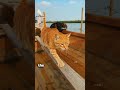 When Cats Party in the Ocean… Expect THIS 😳#shorts #youtubeshorts#cats#