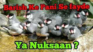 Barish me birds ko nahane ke faide | java birds bathing | rainwater