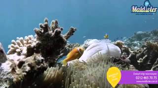 Canareef Resort & Maldives Stylised