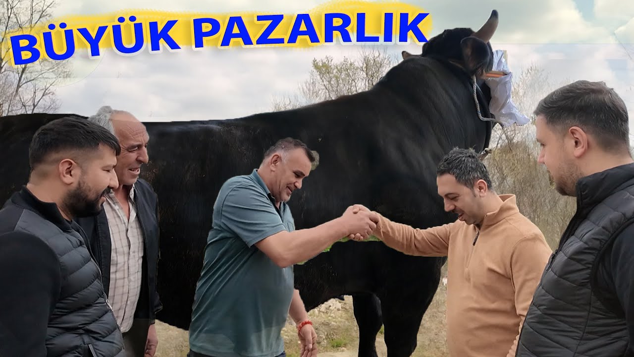 KURBANLIK BÜYÜK DANA 300.000 TL SATILDI / DÖNER İKRAMINA HERKESİ BEKLİYORUM