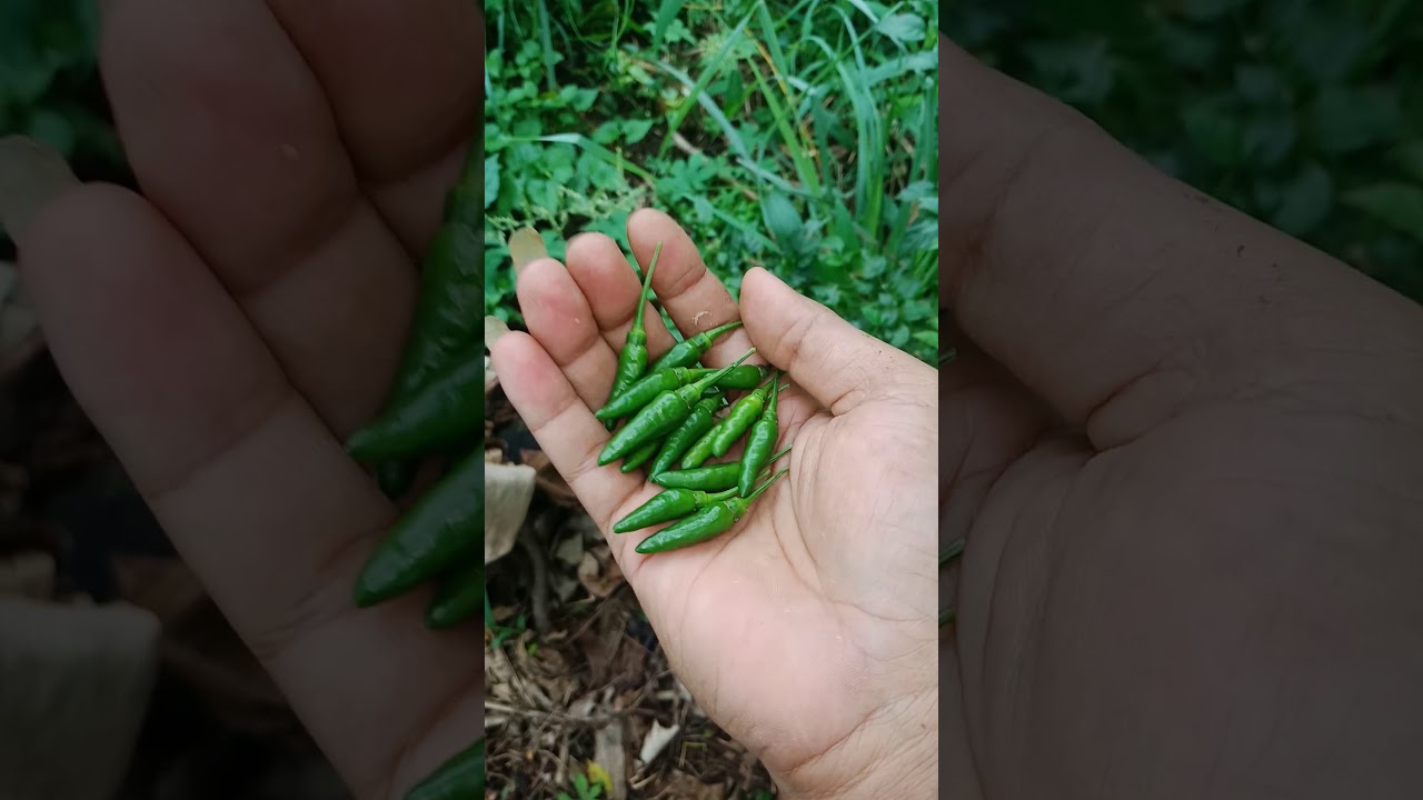Panen Cabe... 
