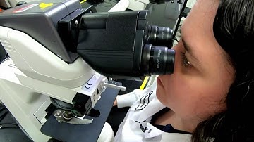 Pollen count in Houston: Meet the scientist tracking our allergy forecast