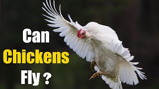 Who says chickens can't fly? Who Says Chickens Can T Fly