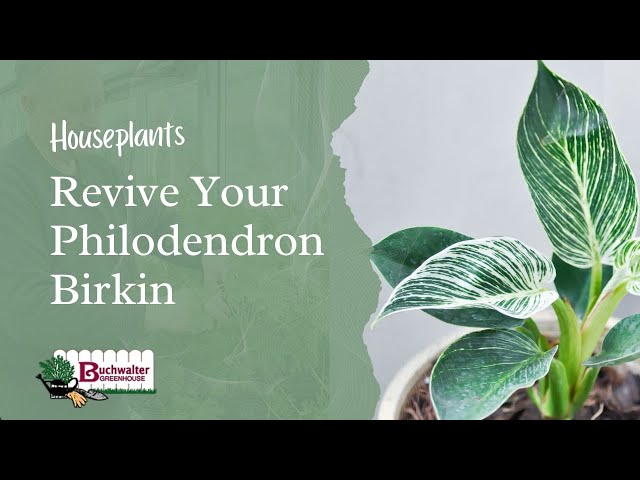 Revive Your Philodendron Birkin: Essential Repotting & Rooting Tips! -  YouTube