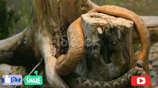 Snake Mating Wildlife And Nature Snake Mating And Giving Birth Mating Season