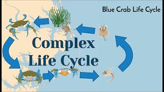 North Carolina Blue Crab