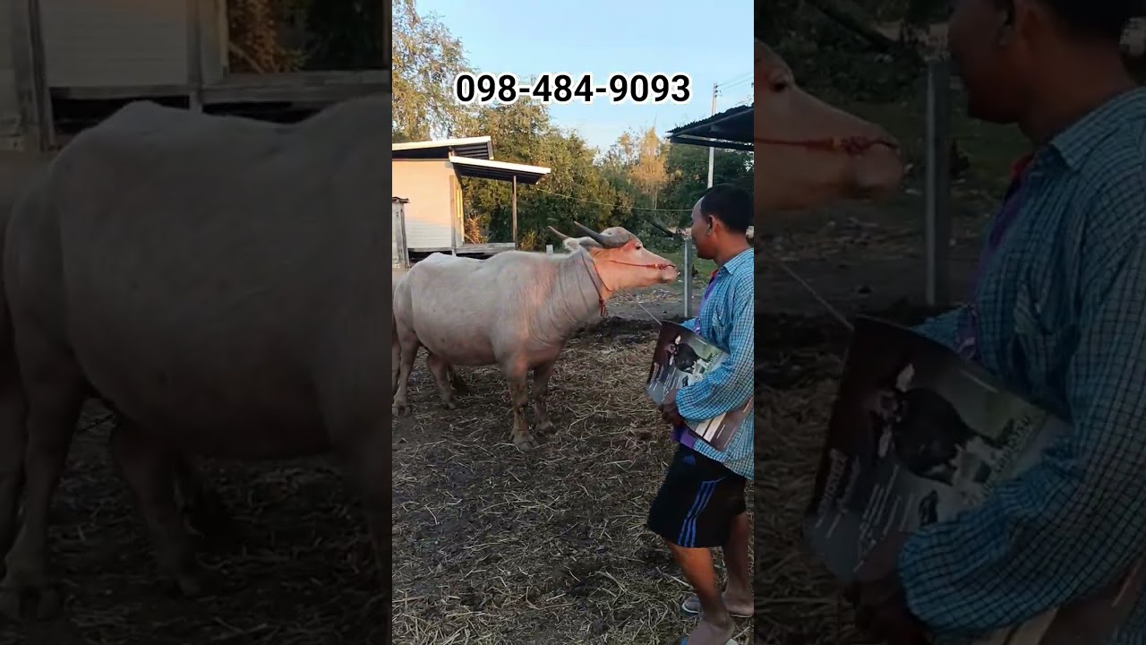 #ควายเผือก