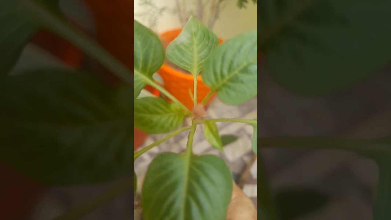 Small cock's comb plants # shorts