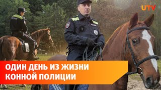 Как работает конная полиция?