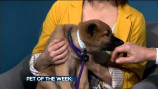 Meet the Pet of the Week: Charlie