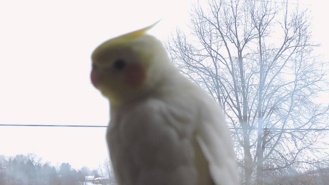 Magic and Mystic's Spending Time Together On The Window