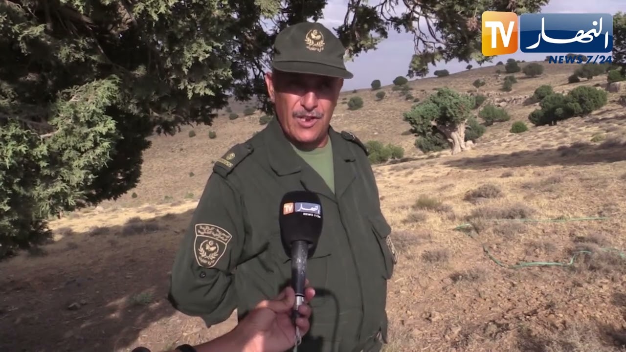 باتنة: تجارب ناجحة لزراعة أشجار العرعار البخوري والأرز الأطلسي