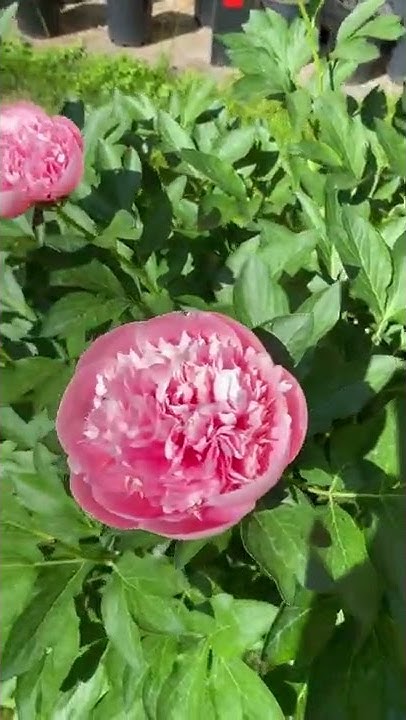 Пион Этчед Салмон (Paeonia Etched Salmon). - YouTube