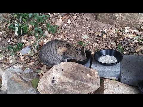 야산 냥이들이 설 명절 인사 드립니다.새해 다들 복많이 받으시길 기원 드립니다,Love cat's ❤