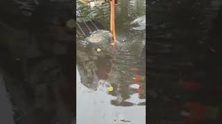 Flooded parking lot with plugged catch basin drain