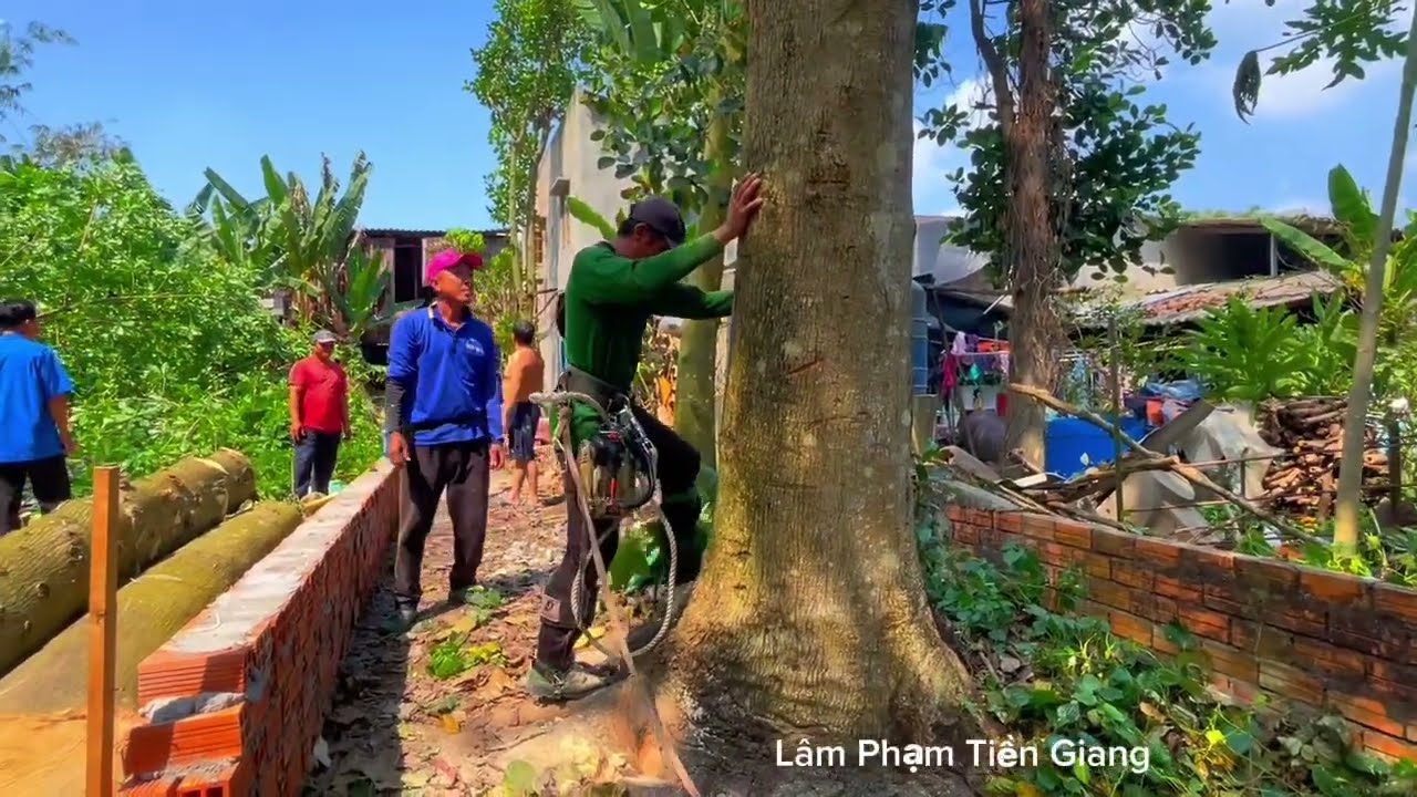 Toàn cảnh A Viên và A Nên leo Cưa những cây Trong khu mộ