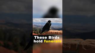 Celebrity Feathers Of Sorrow | Understanding Crows Emotional Funerals Net Worth