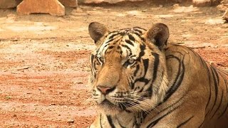 Dispute flares over controversial Thai temple tigers