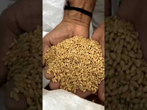 grocery grocery supermarket best quality shortsvideo food shopping Quality Mart Mehsana