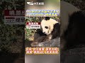 大貓熊回歸中國