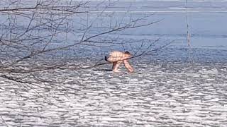 Рыбаки и моржи на льду Днепра, февраль
