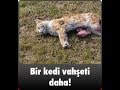 Kedi Vahşetini Ortaya Çıkaran Genç Kız Koruma İstiyor