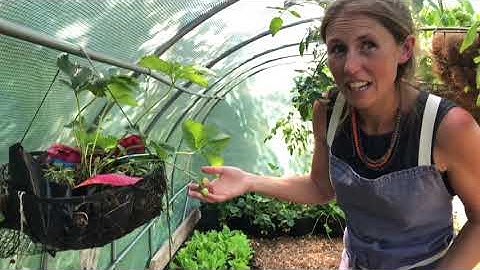 Our shady poly tunnel - we