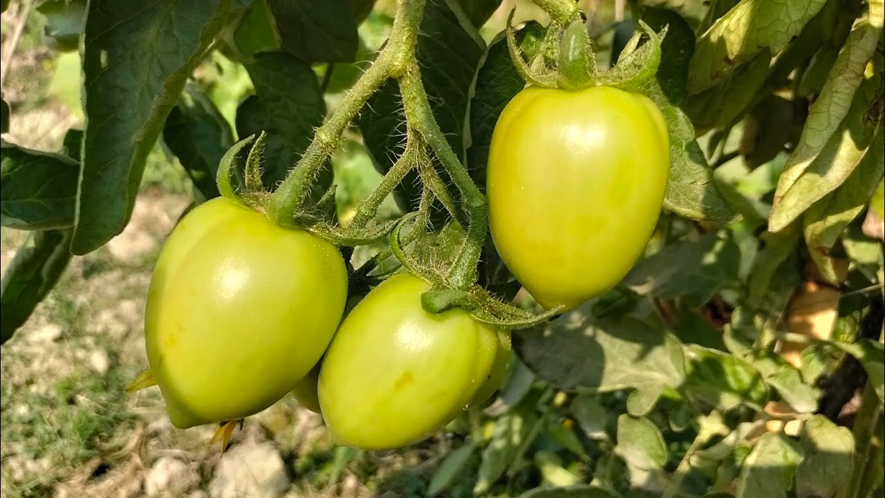 শীত কাল শেষ হওয়ার আগে ফসলের কি খারাপ অবস্থা #bangla #waz 