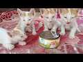 Kittens Eating Tuna Fish for the First Time 🐱🐟 | Educational Content