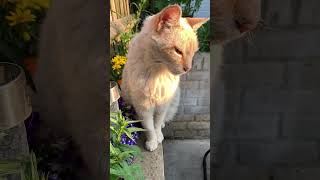 Jimmy the flamepoint Siamese cat first Youtube video ✨#cats #shorts #funny