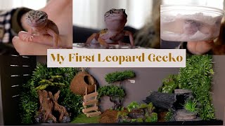 MY FIRST LEOPARD GECKO | enclosure set up, reptile haul, unboxing | Lee