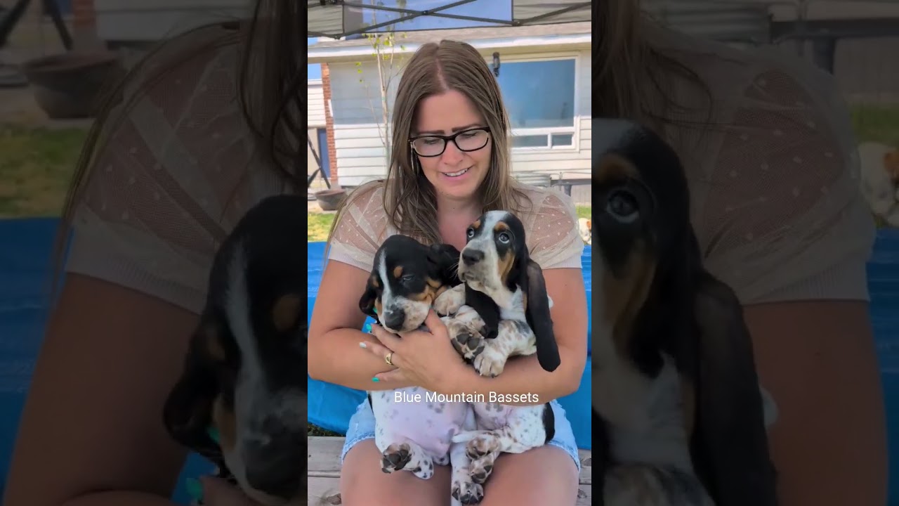 Basset hound puppies! 🥰