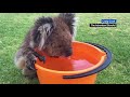 Thirsty koala accepts water from humans during scorching heat wave